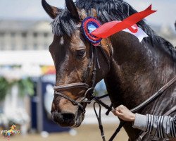 Springpferd Grenadier (KWPN (Niederländisches Warmblut), 2011)