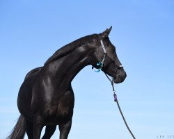 broodmare Hot Chocolate and Cream (Hanoverian, 2004, from Hohenstein I)