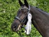 dressage horse Mon Charmeur SF (Trakehner, 2006, from Gribaldi)