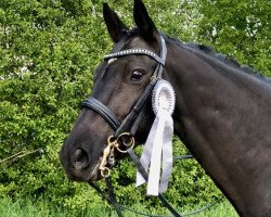 dressage horse Mon Charmeur SF (Trakehner, 2006, from Gribaldi)