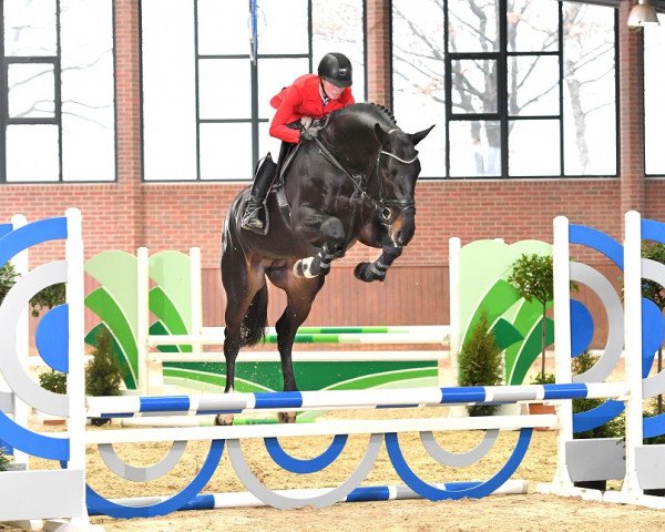 stallion Cornet de Semilly (Oldenburg show jumper, 2015, from Cornet Obolensky)