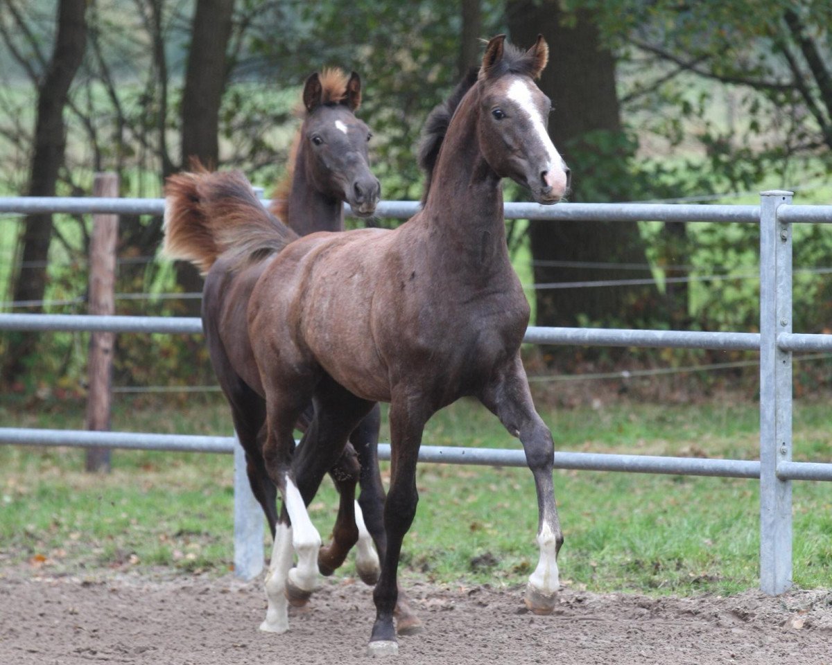 dressage horse So wie Heinrich (Rhinelander, 2018, from Sir Heinrich OLD)