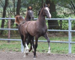 dressage horse So wie Heinrich (Rhinelander, 2018, from Sir Heinrich OLD)