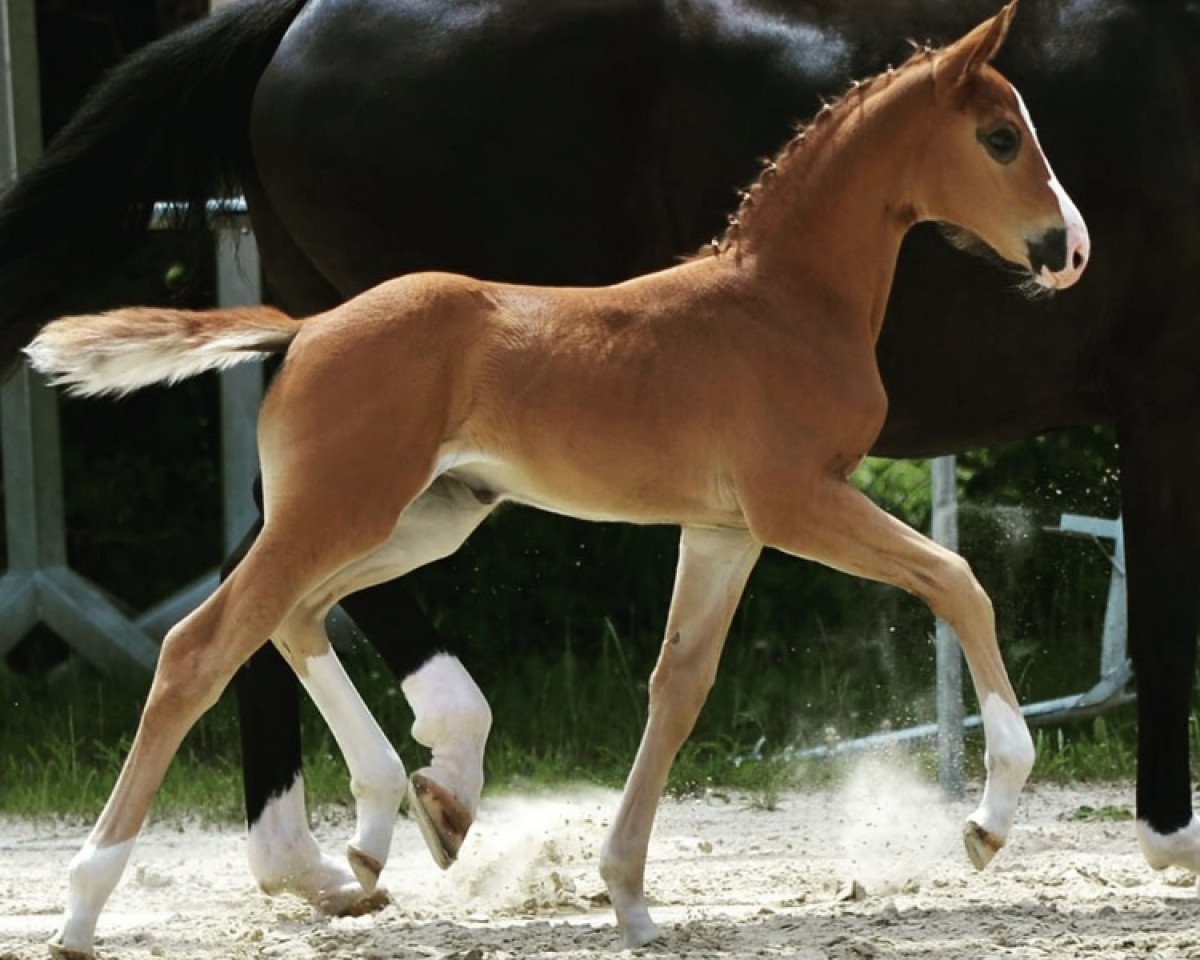 dressage horse Filana Farnsworth (Hanoverian, 2018, from Foundation 2)