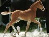 dressage horse Filana Farnsworth (Hanoverian, 2018, from Foundation 2)