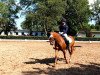 dressage horse Bexxi (German Riding Pony, 2007, from Burlington S)