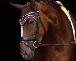 dressage horse Queen Melody (Hanoverian, 2012, from Quaterhall)