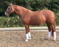 broodmare Kaiserin Sissi (German Sport Horse, 2008, from Kaiser Karl)