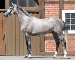 broodmare Chattanooga (Oldenburg show jumper, 2016, from Chacoon Blue)