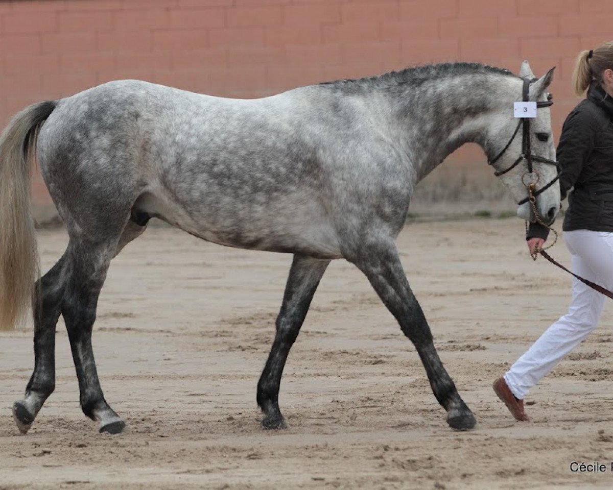 Deckhengst Snoopy des Etisses (Französisches Pony, 2006, von Quidam de Revel)