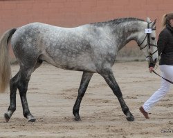 Deckhengst Snoopy des Etisses (Französisches Pony, 2006, von Quidam de Revel)