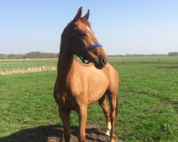 dressage horse Suuri (Hanoverian, 2015, from Dancier)