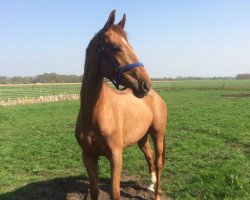 dressage horse Suuri (Hanoverian, 2015, from Dancier)