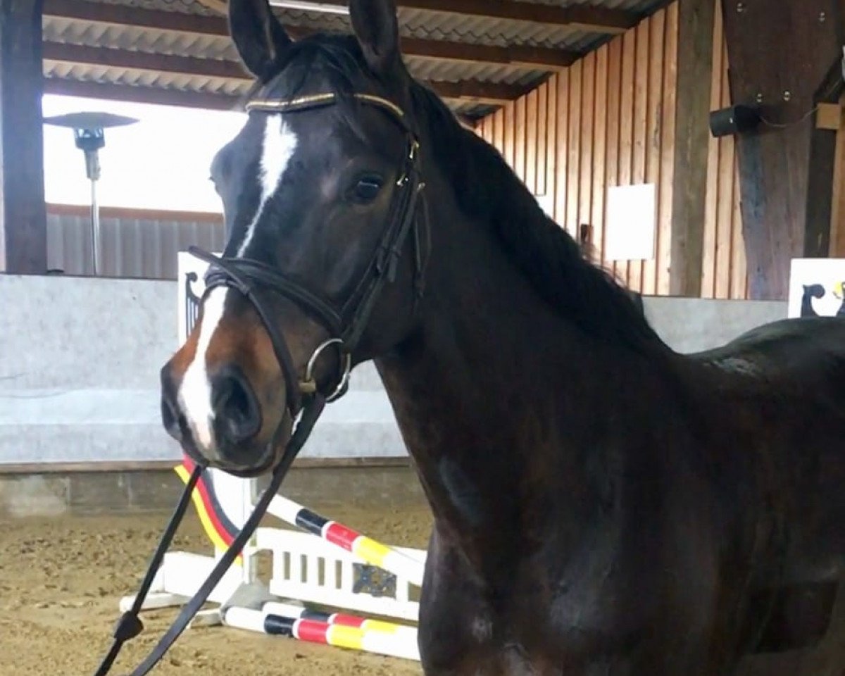 jumper Urmel 140 (Holsteiner, 2014, from Uriko)