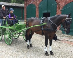 dressage horse Jesse (Welsh Partbred, 2004)