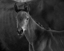 dressage horse Finest Fairy HL (German Sport Horse, 2019, from Feiner Fürst)