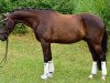 Springpferd Macu Magic (Deutsches Reitpony, 2012, von Magic Cornflakes)