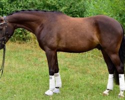 Springpferd Macu Magic (Deutsches Reitpony, 2012, von Magic Cornflakes)