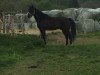 dressage horse Codello del Sol (Holsteiner, 2009, from Casall)