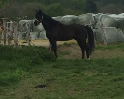 dressage horse Codello del Sol (Holsteiner, 2009, from Casall)