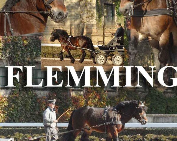 horse Flemming (Rhenish-German Cold-Blood, 2008, from Friedhelm)