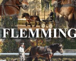 stallion Flemming (Rhenish-German Cold-Blood, 2008, from Friedhelm)