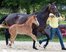 broodmare Focaccia EK (Hanoverian, 2018, from Blue Hors Farrell)