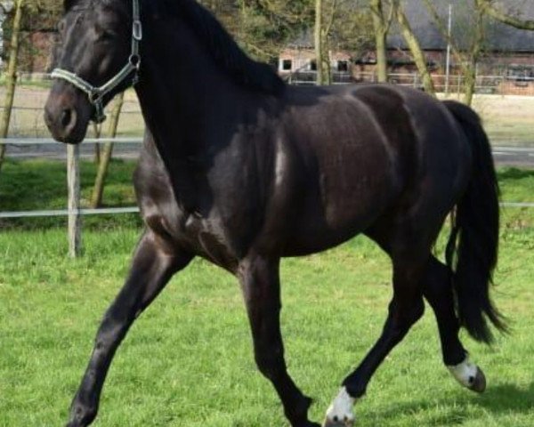 dressage horse Daddy Cool (Westphalian, 2016, from Diacontinus)