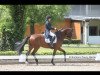 dressage horse FS Do Magic (German Riding Pony, 2000, from FS Don't Worry)