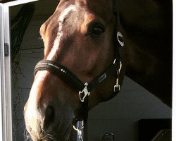 dressage horse Condee K (Oldenburg, 2008, from Cristallo I)