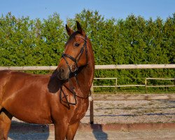 broodmare Garantie T (Bavarian, 2004, from Lone Star)