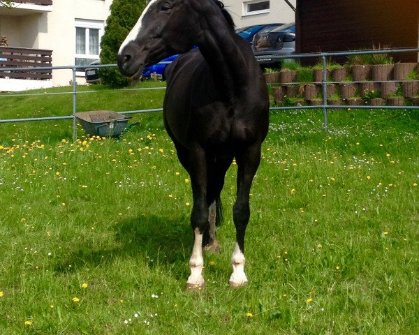 broodmare Siyawe (Württemberger, 1998, from Sion)