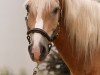 Springpferd Alonso (Haflinger, 2004, von Aladin)