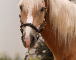 Springpferd Alonso (Haflinger, 2004, von Aladin)