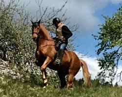 dressage horse Ludwig Z (Oldenburg, 2011, from L'espoir)