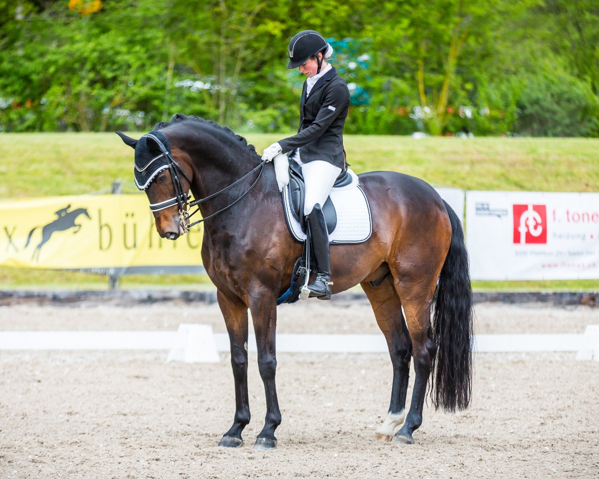 dressage horse Domenico 42 (Oldenburg, 2008, from Don Schufro)