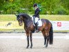 dressage horse Domenico 42 (Oldenburg, 2008, from Don Schufro)