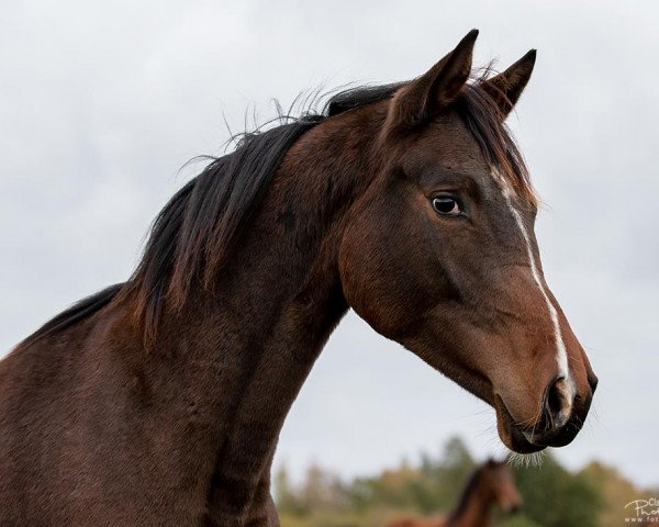 Springpferd Traumfürstin (Trakehner, 2017, von Saint Cyr)