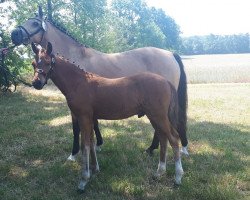 dressage horse Duke of Power (German Riding Pony, 2019, from D-Power AT)