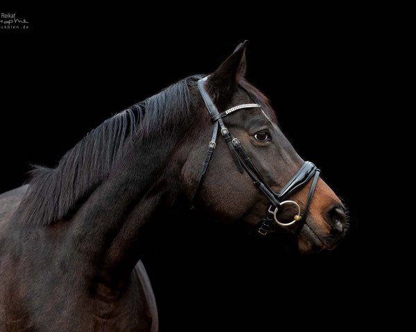 Zuchtstute Träumchen (Trakehner, 2005, von Donaufischer)