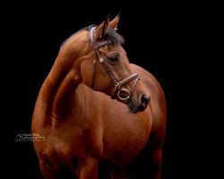 broodmare Okarina (Trakehner, 2007, from Brioni)