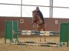 Springpferd Machu Picchu (Deutsches Reitpony, 2011, von Mont de Fayoum)