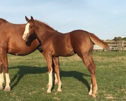 stallion Akrapovic PL (Westphalian, 2018, from Aganix du Seigneur)