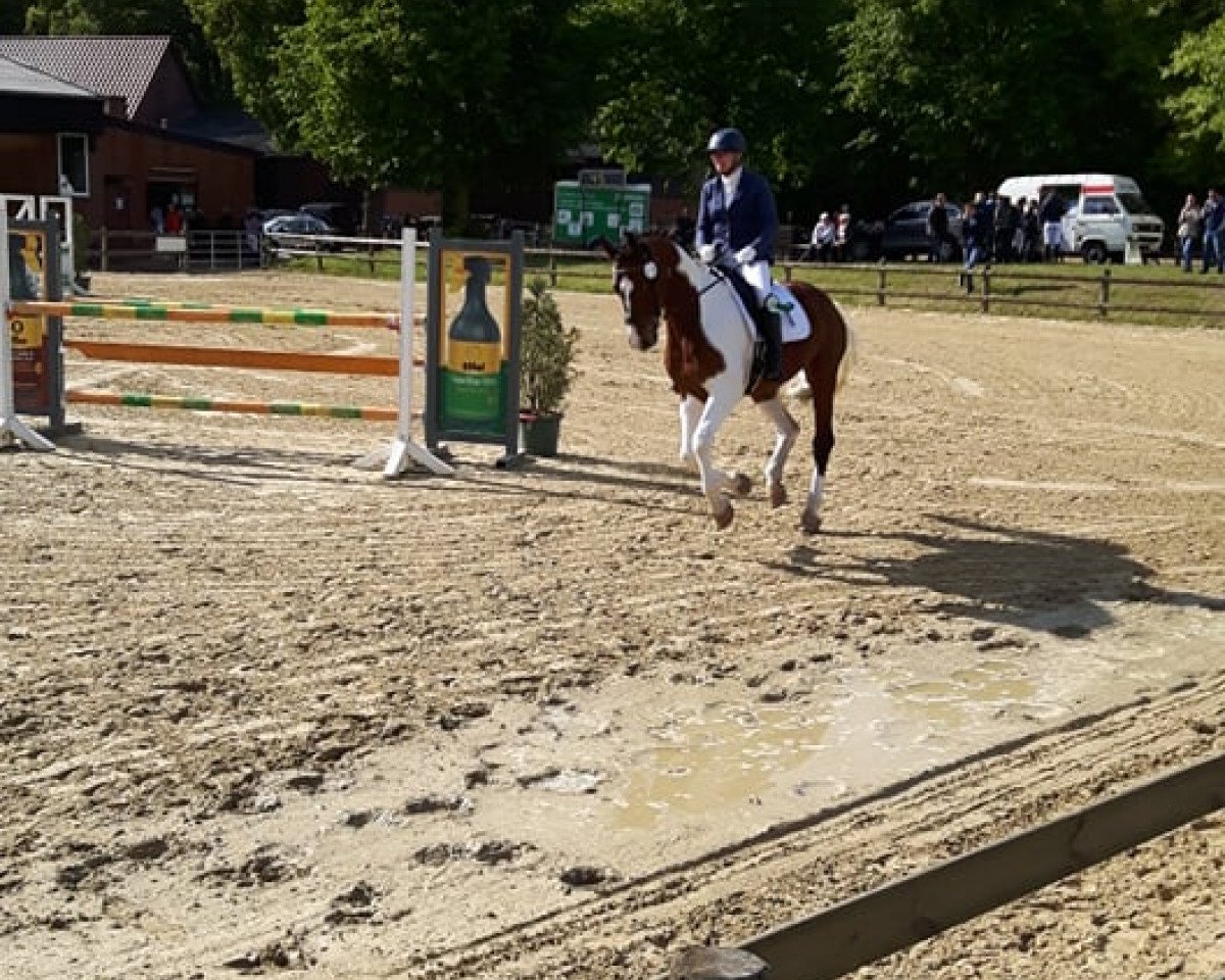 dressage horse Art of Colour 2 (Oldenburg show jumper, 2008, from Amantus)