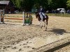 dressage horse Art of Colour 2 (Oldenburg show jumper, 2008, from Amantus)