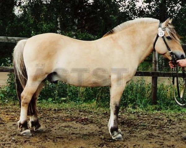 stallion Krossar N.1878 (Fjord Horse, 1979, from Norden N.1700)