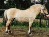 stallion Krossar N.1878 (Fjord Horse, 1979, from Norden N.1700)