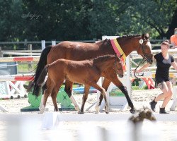 broodmare Florena 13 (Rhinelander, 2010, from Florenciano 6)