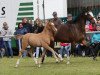 dressage horse Day Dream Dlk (Westphalian, 2019, from Dimension AT NRW)