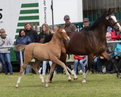 dressage horse Day Dream Dlk (Westfale, 2019, from Dimension AT NRW)